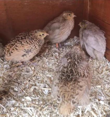 Image 27 of QUAIL HATCHING EGGS/4 BREEDS !