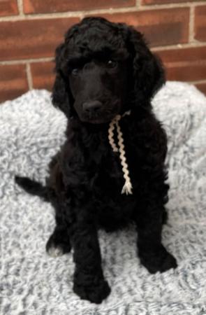 Image 1 of Standard Poodle Puppies - Health Tested Parents