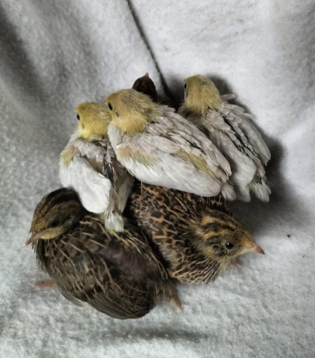 Preview of the first image of Chinese painted quail chicks for sale.