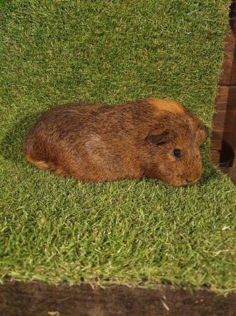 Image 25 of Guinea pigs males and females