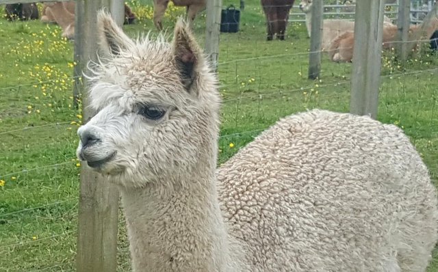 Image 2 of Female BAS alpaca Top quality Champion sired Served for 2025