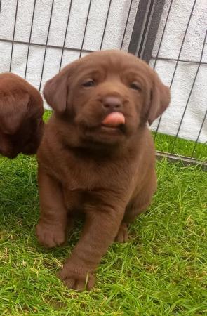 Image 4 of KC Chocolate Labradors Puppies