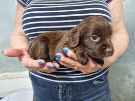 Image 4 of KC registered Cocker Spaniels puppies for sale