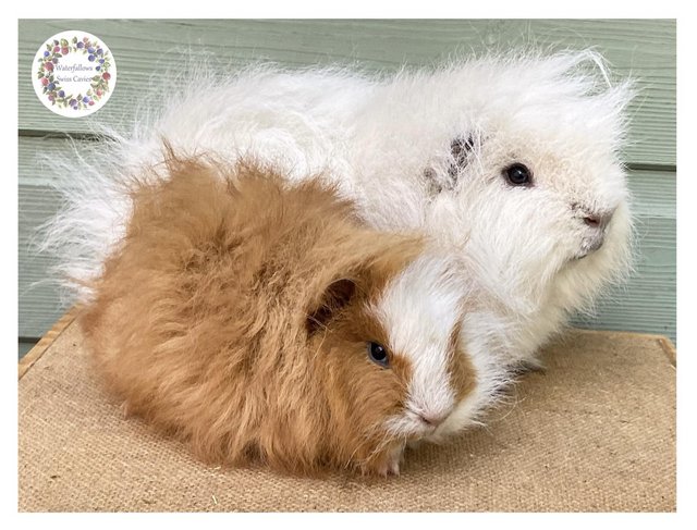 Preview of the first image of Swiss Guinea Pigs - Boars only!.