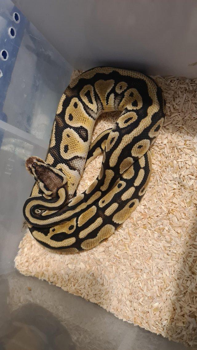 Preview of the first image of Grow on pair of pastel het g-stripe clown royals.