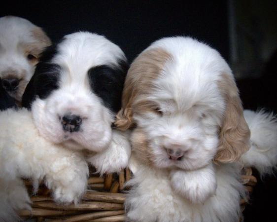 Image 42 of Show Cocker Puppies (KC Registered and fully health tested)