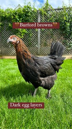 Image 3 of Coloured hybrid hens available now at POL