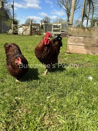 Image 1 of Gold Laced Wyandotte Bantam Hatching eggs Postage Available