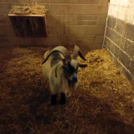 Image 2 of Pygmy Billy goat for sale