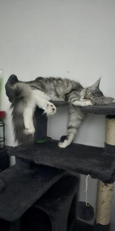 Image 2 of Male and Female Maine Coon around 8 Months old