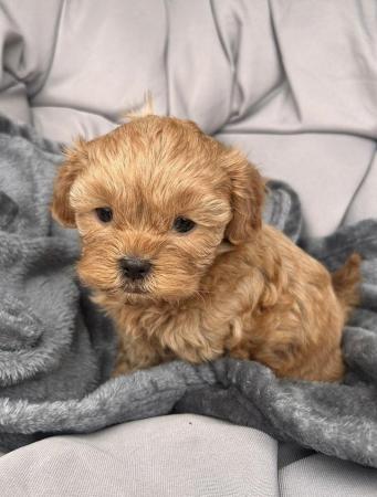 Image 12 of Gorgeous Shihpoos For Sale