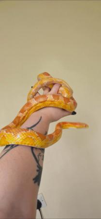 Image 4 of Cornsnake £20 collection southport