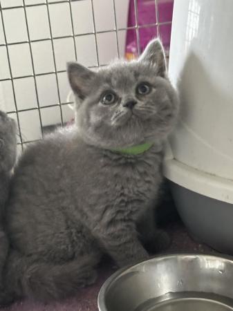 Image 1 of Pure British shorthair blue kittens , ready now