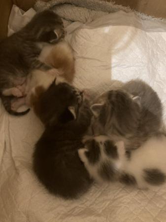 Image 1 of Beautiful kittens ready to leave 21/6/24