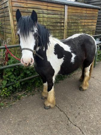 Image 2 of 12hh youngster cob for sale