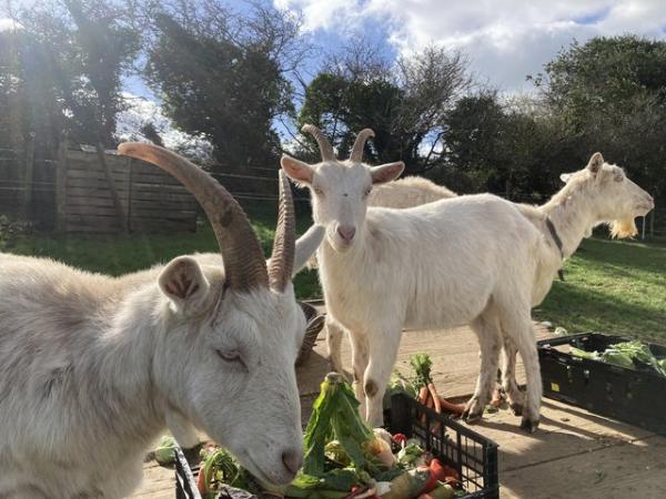 Image 2 of 4 goats for sale  2 boys 2 girls saanen bred