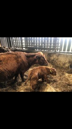 Image 2 of Shorthorn x highland cow with heifer calf at foot