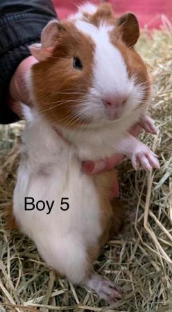 Image 5 of Well handled baby guinea pigs for sale