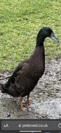 Image 1 of Two year old runner duck drake