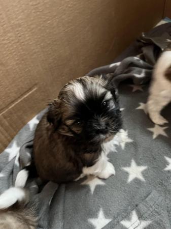 Image 16 of Beautiful Teddy Bear puppies only 2 Boys available