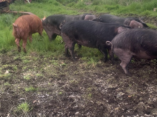 Preview of the first image of 4 large black 3 tamworth. Big breeding/killing gilts.