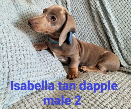 Image 4 of READY NOW KC reg Miniature Dachshund puppies