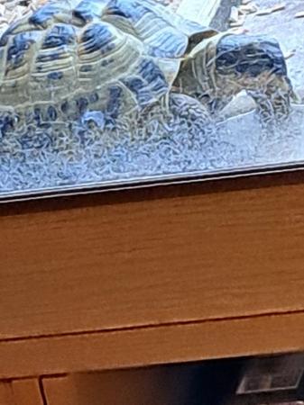 Image 3 of Tortoises and vivarium for sale