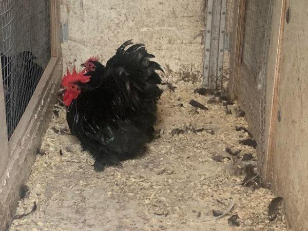 Image 3 of Pairs and trios of black pekin chickens
