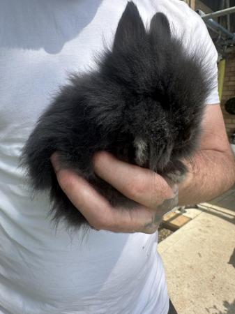 Image 3 of Pure Breed Lionhead Baby Rabbits