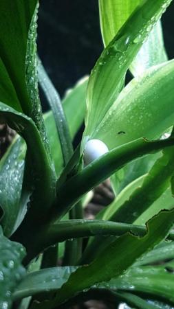 Image 3 of Captive Bred UK - Phelsuma laticauda