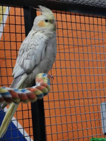 Image 2 of OFFER Stunning young STEADY cockatiels from £80