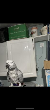 Image 5 of African Grey Parrot brilliant talker inc cage