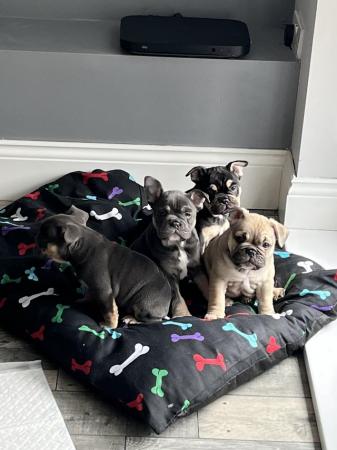 Image 1 of Beautiful Bulldog puppies ready Tuesday