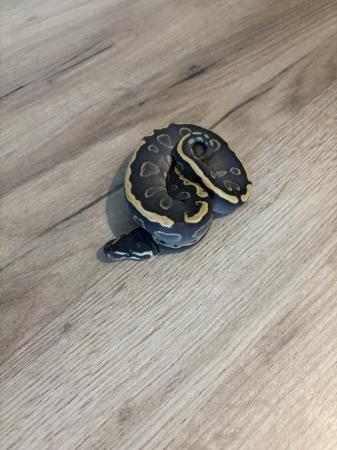 Image 2 of GHI Mojave Male ball python