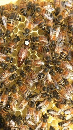 Image 10 of 2024 Summer Five Frame HoneyBee Nucs
