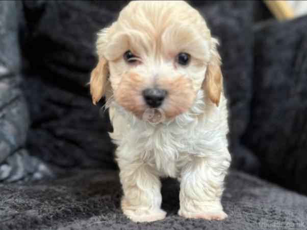 Image 6 of TINY maltipoo girls READY NOW