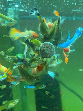Image 3 of 20 x Mixture of Baby Hybrid Endlers/Guppies Fish