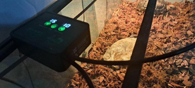 Image 5 of Two Red foot Tortoises With Setup