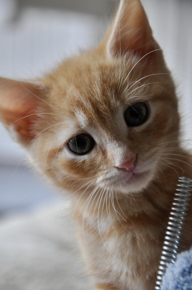 Preview of the first image of Adorable ginger, white and brown kittens, very cuddly!.