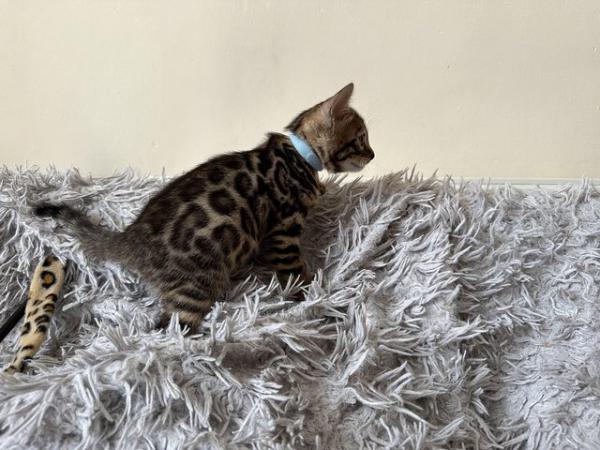 Image 17 of TICA registered bengal kittens for sale!??
