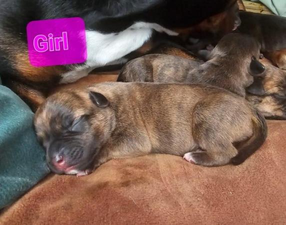Image 10 of Staffordshire bull terrier puppies 5 girls 2 boys