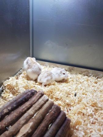 Image 2 of Winter White Dwarf Hamsters available