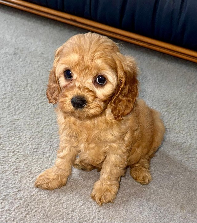 Preview of the first image of Perfect cavapoo puppies looking 4 new homes.