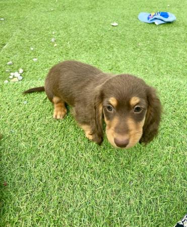 Image 7 of KC Reg longhair miniature dachshunds *READY NOW*