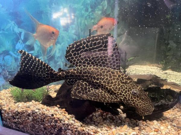 Image 2 of Tropical Corner Fish Tank with Large Pleco & 2 Angels - £60