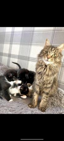 Image 1 of Bengal /maine coon Cross kittens ready to leave