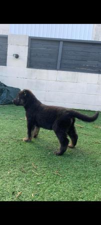 Image 5 of German shepherd pups Black and tan
