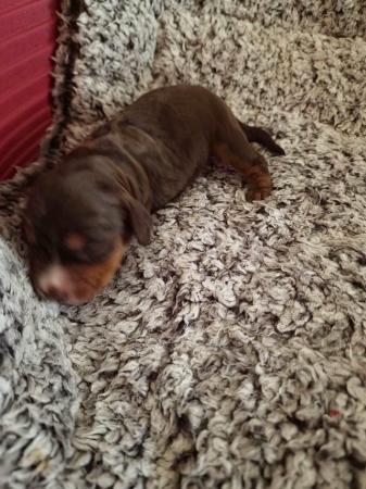 Image 8 of Cocker spaniel puppies for sale