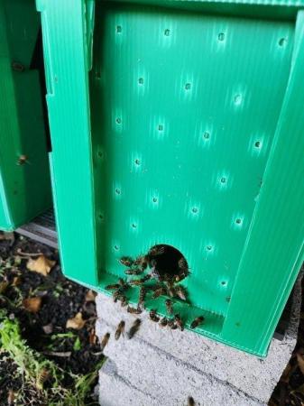 Image 4 of Overwintered Strong Honey Bees 5-Frame Nucs For Sale