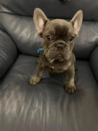 Image 5 of 14 Week Old French Bulldog puppies